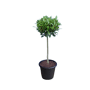 Laurus nobilis op stam